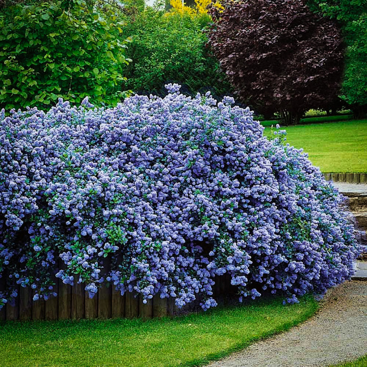 Prusznik Amerykański Ceanothus impressus Victoria